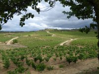 LC-vines-01  Rioja vineyards