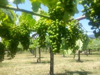 Albariño-03  Trellised Albariño vines, Galicia