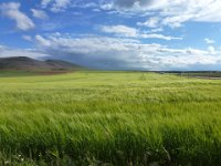 Barley  Barley fields, Castilla-León