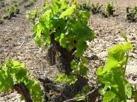 Bush-vines  Bush vines, Calatayud