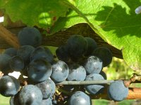 Merlot-grapes  Merlot grapes, almost ready to pick